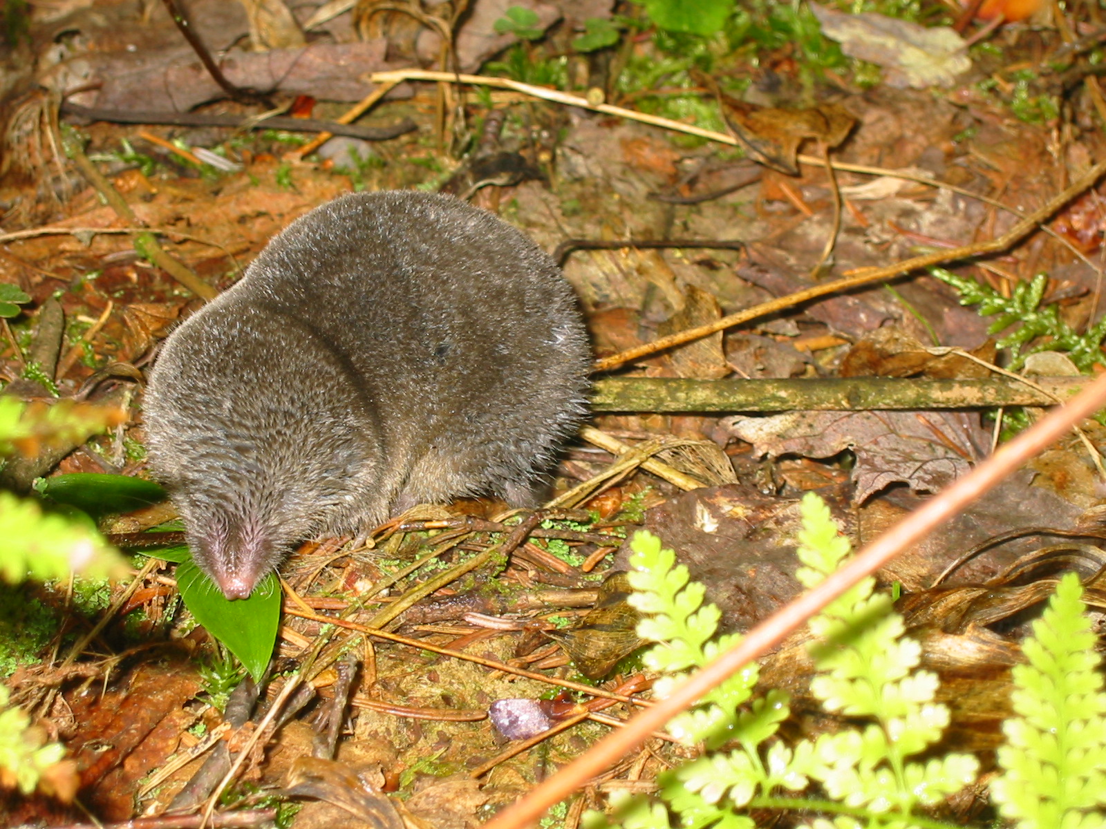 Northern Short-tailed Shrew – Northwoods Stewardship Center